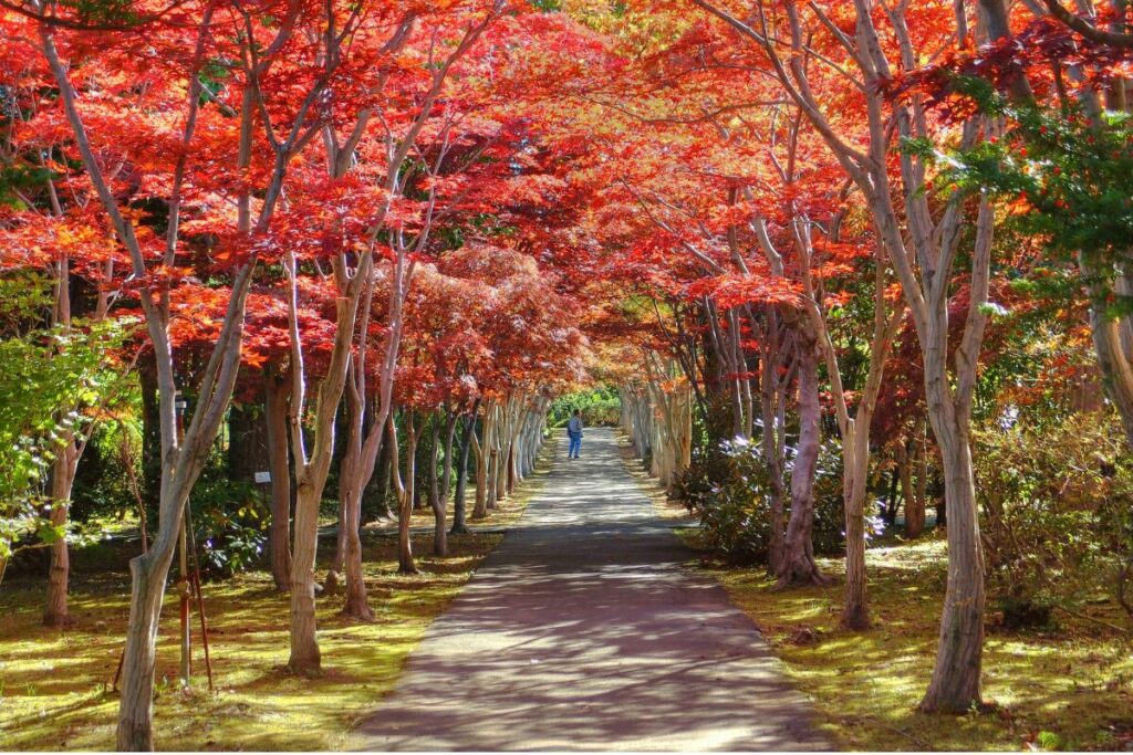 札幌市清田区 郊外型の住宅街と落ち着いた住環境